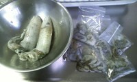 シガヤーの釣果 2011/09/19 16:51:32