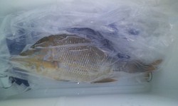 チョイ行き釣果