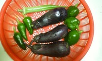 ゲット色々・・・ 2011/11/03 14:59:29