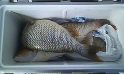 釣果報告