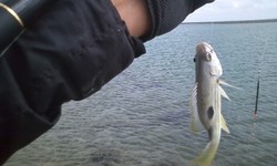チヌ釣りにデカ・・・
