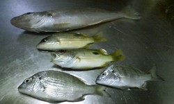 チヌ釣りにデカ・・・