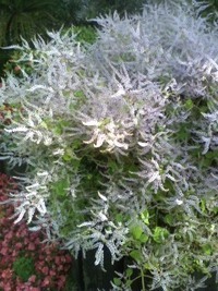 吹雪草！ 2011/02/26 08:34:34