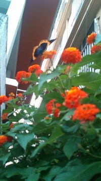 蝶々が！ 2011/07/24 19:27:34