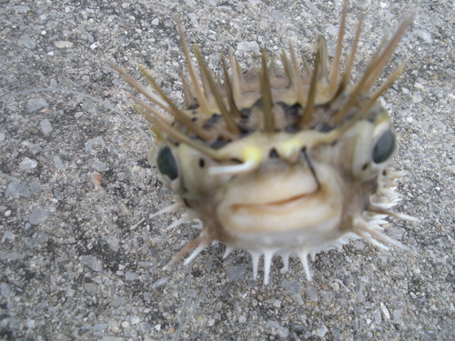釣り