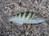 釣果