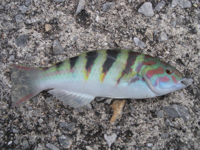 釣果