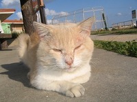 動物奇想天外 2008/11/20 18:54:44