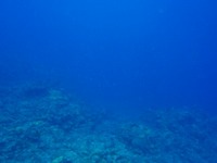 ハーリーポッターです。 2008/06/07 21:15:17
