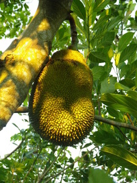 ジャックフルーツ熟してきました。 2011/08/21 12:27:06