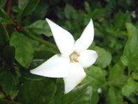 BBJFとライチの花 2012/02/26 19:34:24