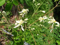 モリンガの花 2010/03/04 17:02:53