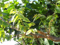 植物の力・ひとの意識の力 2011/04/07 00:56:47