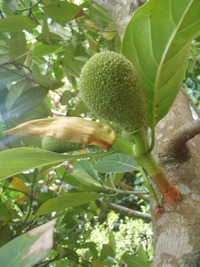 ジャックフルーツの花咲いてます 2012/04/09 22:31:02