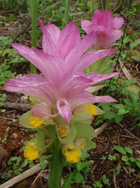 うっちんの花 2011/04/19 13:59:36