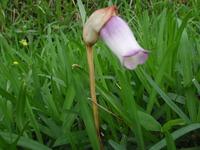 清志郎♪三昧 2010/05/02 17:17:19