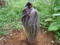 変な植物・変な顔 2010/05/08 17:15:31