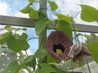 父の日にこんな植物はいかが？ 2012/05/17 00:53:09