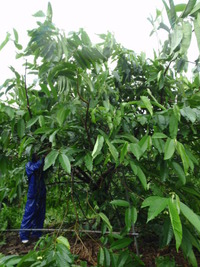 台風！ 2011/05/30 00:09:19