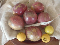 パッションフルーツぼちぼち販売です！ 2012/05/29 18:47:13