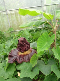 ゾウコンニャク・ダブル開花 2011/06/02 12:39:53