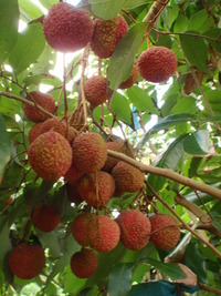 ライチ実ってきました！ 2011/06/07 16:58:44