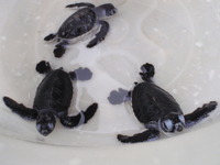 ショクダイオオコンニャク？ 2010/07/18 22:32:03