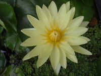 花の盛り合わせ 2010/09/01 11:14:09