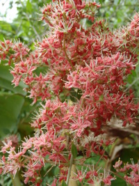 ヘナとイランイランの花が咲いています。 2011/09/22 23:56:06
