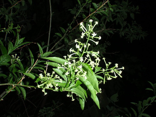 夜香木と夜香花が咲いています