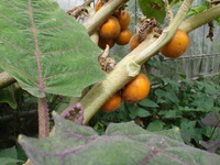 二つのナス科植物 2009/09/28 22:17:27