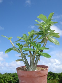屋根で撮る植物写真 2009/10/02 20:58:31