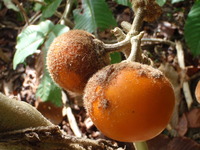ナランジラ？知らんじら？ 2010/10/01 10:03:09