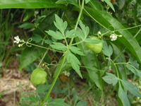 来る？来ない？停滞。 2009/10/04 16:14:14