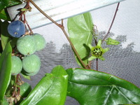 １粒で３度おいしい植物？ 2009/10/06 12:41:03
