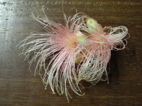 おみやげ・ありがとう。 2009/10/30 21:37:17
