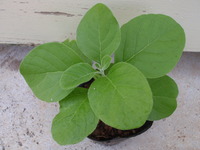 除菌じゃなくて加菌 2009/11/11 15:01:31