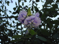 マイハギ（舞萩）の花が咲いています。 2010/12/06 21:29:51