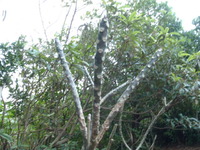 こんなところから生えている！ 2011/12/31 10:38:44