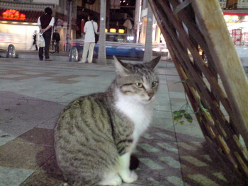 今日のにゃんこ。