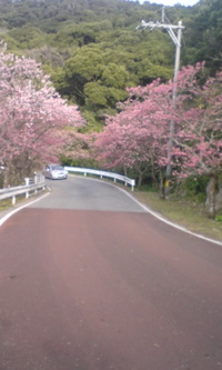 桜まつり 2009/01/27 20:23:56