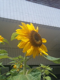 いいかげん 2011/04/12 16:51:01