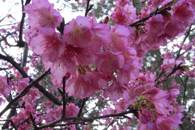 桜♪