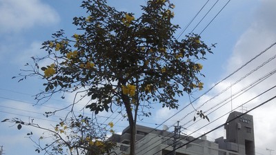 いぺーの花