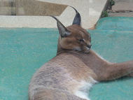 ★動物園★