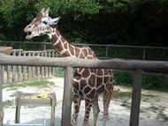 ★動物園★