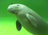 ニックネーム