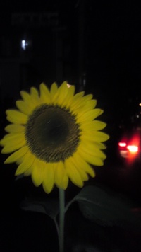 日周りサンフラワー  *景* 2010/06/27 17:31:29