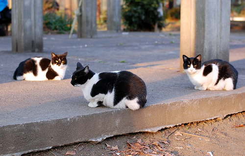 団地の公園 ミイ一族 通りの猫 の写真館