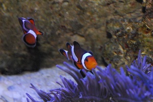 水槽の魚達に癒されます。